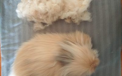 Cuidar el pelo de un angora