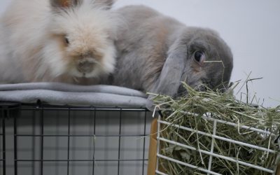 Vivir con un conejo por primera vez