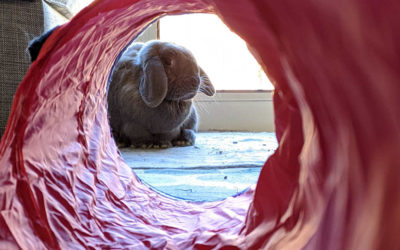 Jugando con un conejo