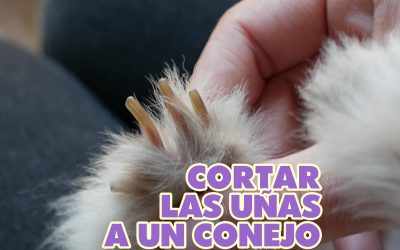 Cómo cortar las uñas (y no morir en el intento)