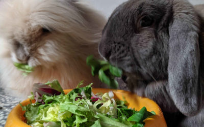 Súper guía de vegetales y frutas aptas para conejos