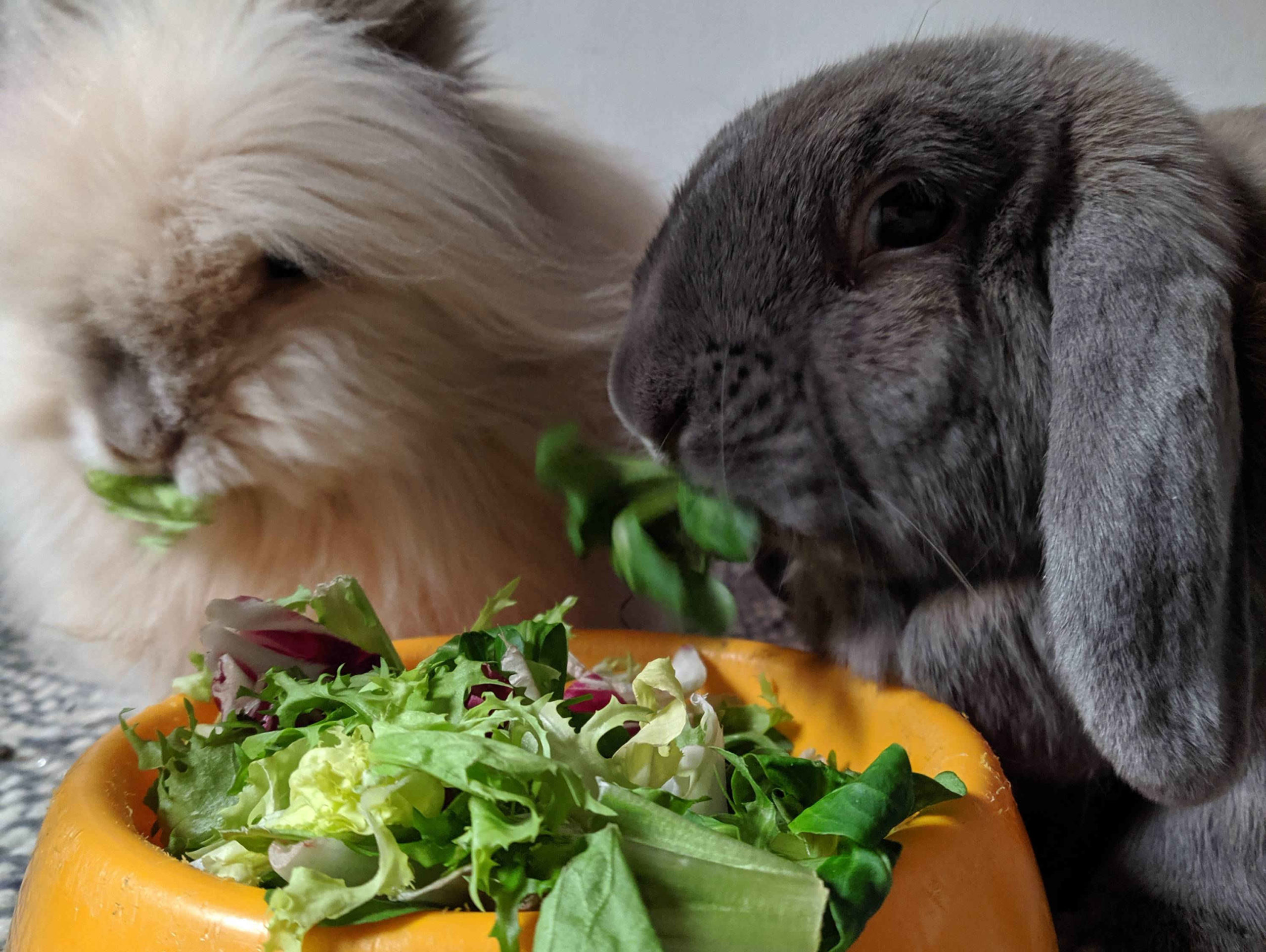Súper guía de vegetales y frutas aptas para conejos - Viviendo con un conejo
