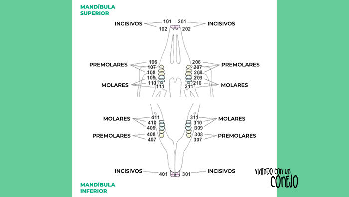 anatomia-dientes-conejo-viviendo-con-un-conejo