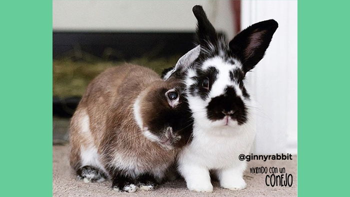 ecuniculi-ginny-viviendo-con-un-conejo