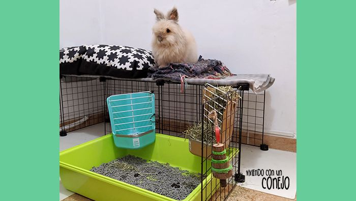porque-conejo-muerde-barrotes-viviendo-con-un-conejo porque-conejo-muerde-barrotes-viviendo-con-un-conejo