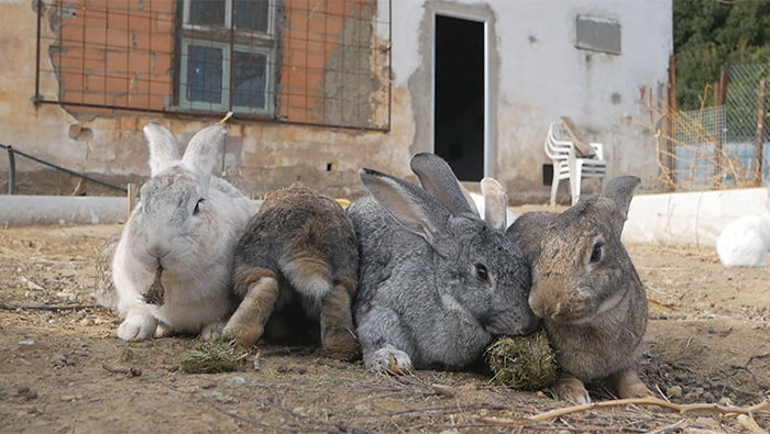 Habitantes De Refugi La Vedruna