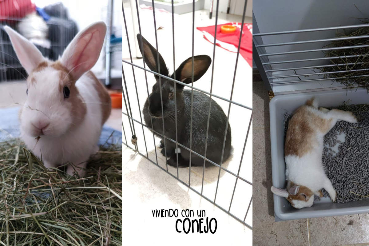 Casa_acogida_conejos-Viviendo_con_un_conejo Casa_acogida_conejos-Viviendo_con_un_conejo