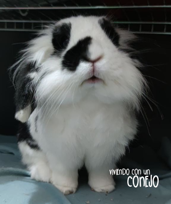 Casa_acogida_conejos_Abril_viviendoconunconejo Casa_acogida_conejos_Abril_viviendoconunconejo