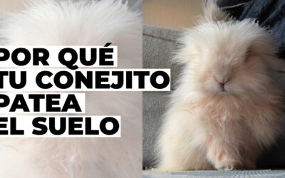 Por qué mi conejo da patadas en el suelo